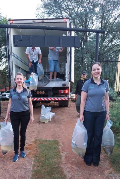 Sicredi e ASPE promovem a soltura de 12 mil alevinos no alagado de Rio Bonito do Iguaçu